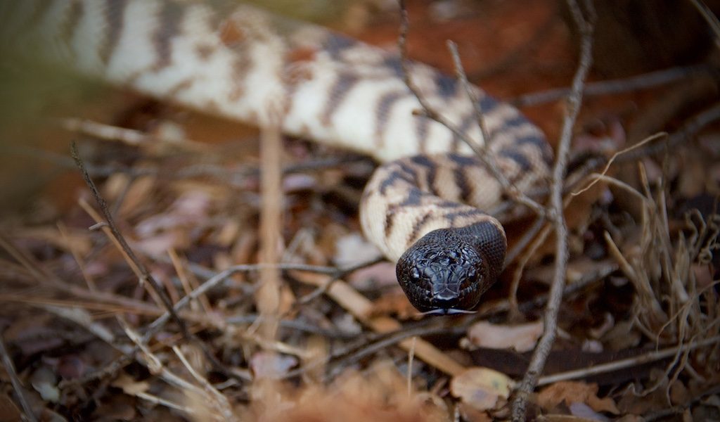 Western Brown Snake - Lyndon, Western Australia