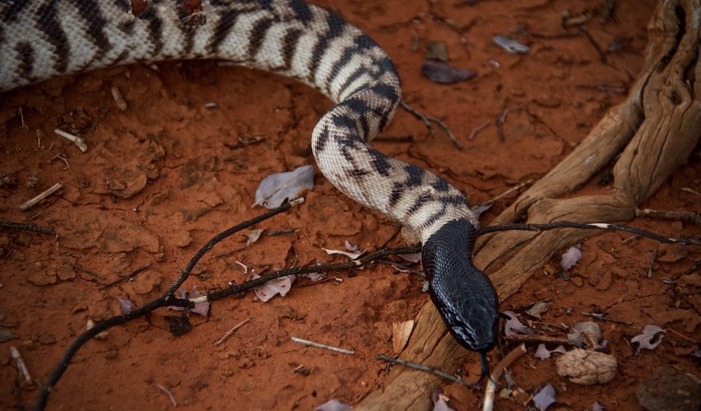 Western Brown Snake - Lyndon, Western Australia