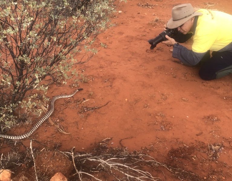 Photographing a Western Brown Snake - Lyndon, Western Australia