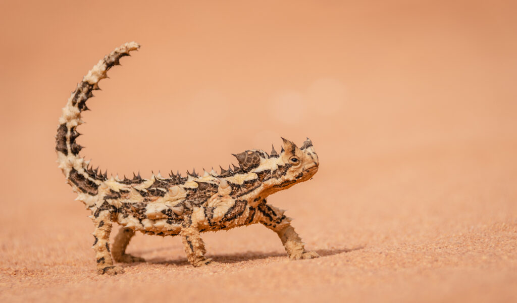 Thorny Devil - Eurardy, Western Australia